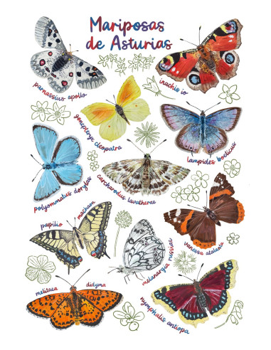 LÁMINA MARIPOSAS DE ASTURIAS