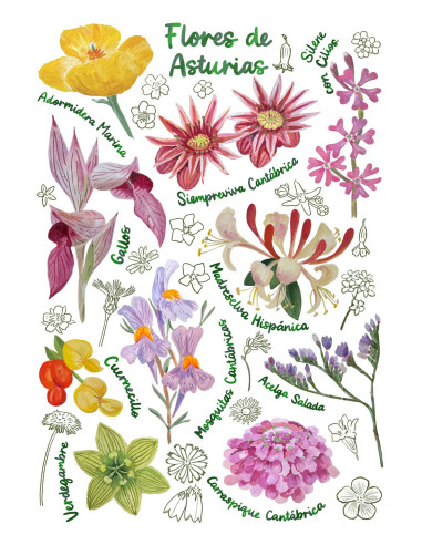 LÁMINA FLORES DE ASTURIAS