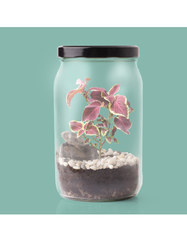 KIT TERRARIUM