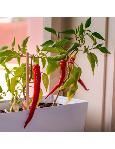 ¡Peligro! — Kit de cultivo de pimientos picantes