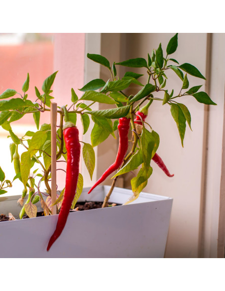 ¡Peligro! — Kit de cultivo de pimientos picantes