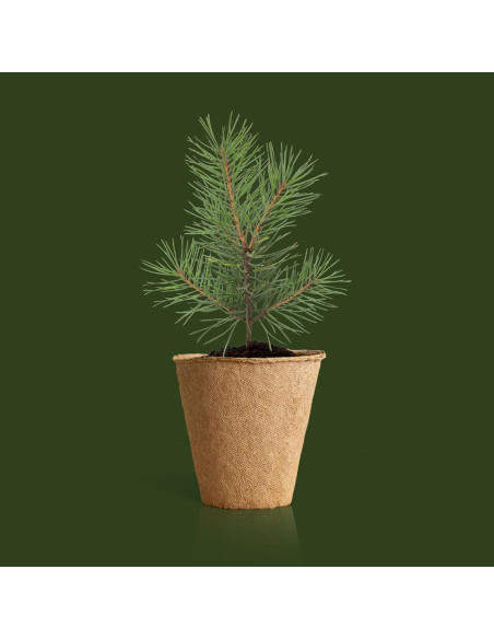 Kit Árbol de Navidad