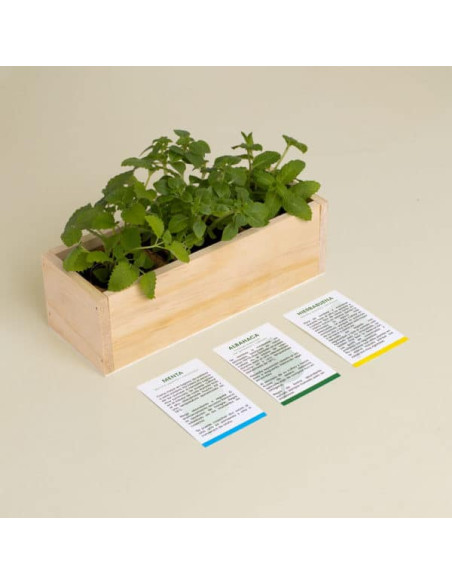 KIT AUTOCULTIVO MOJITO