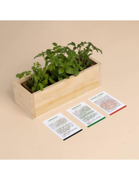 KIT AUTOCULTIVO PIZZA