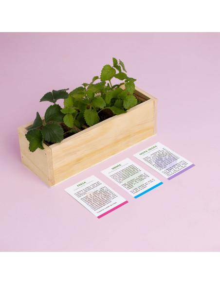 KIT AUTOCULTIVO POSTRES